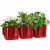 Green Wall Glossy
